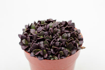 Anacampseros rufescens