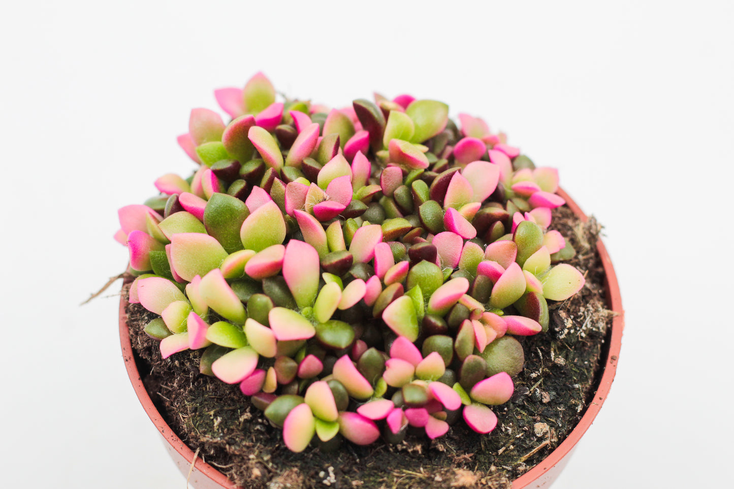 Anacampseros rufescens cv. Sunrise