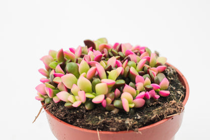 Anacampseros rufescens cv. Sunrise