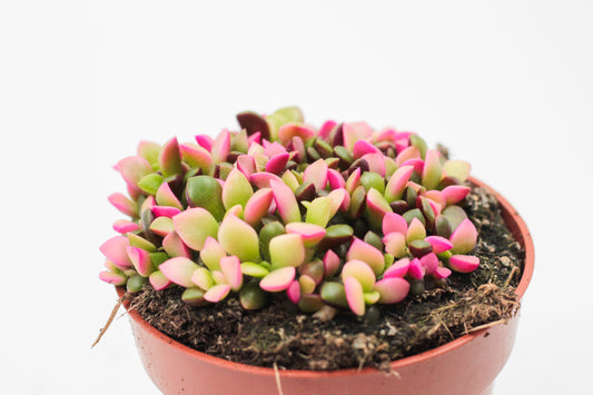Anacampseros rufescens cv. Sunrise