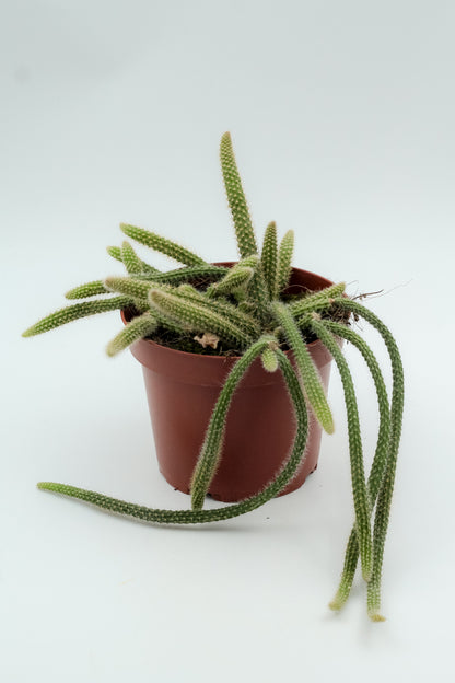 Aporocactus flagelliformis (Disocactus flagelliformis)