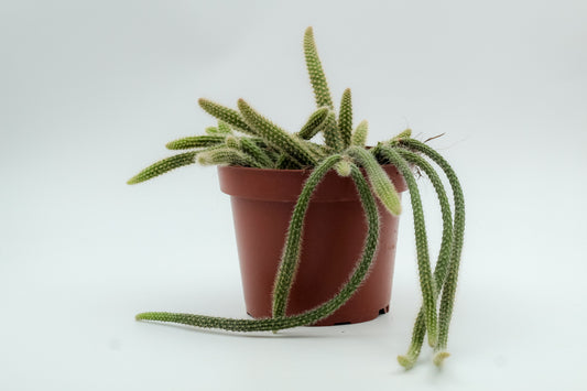 Aporocactus flagelliformis (Disocactus flagelliformis)