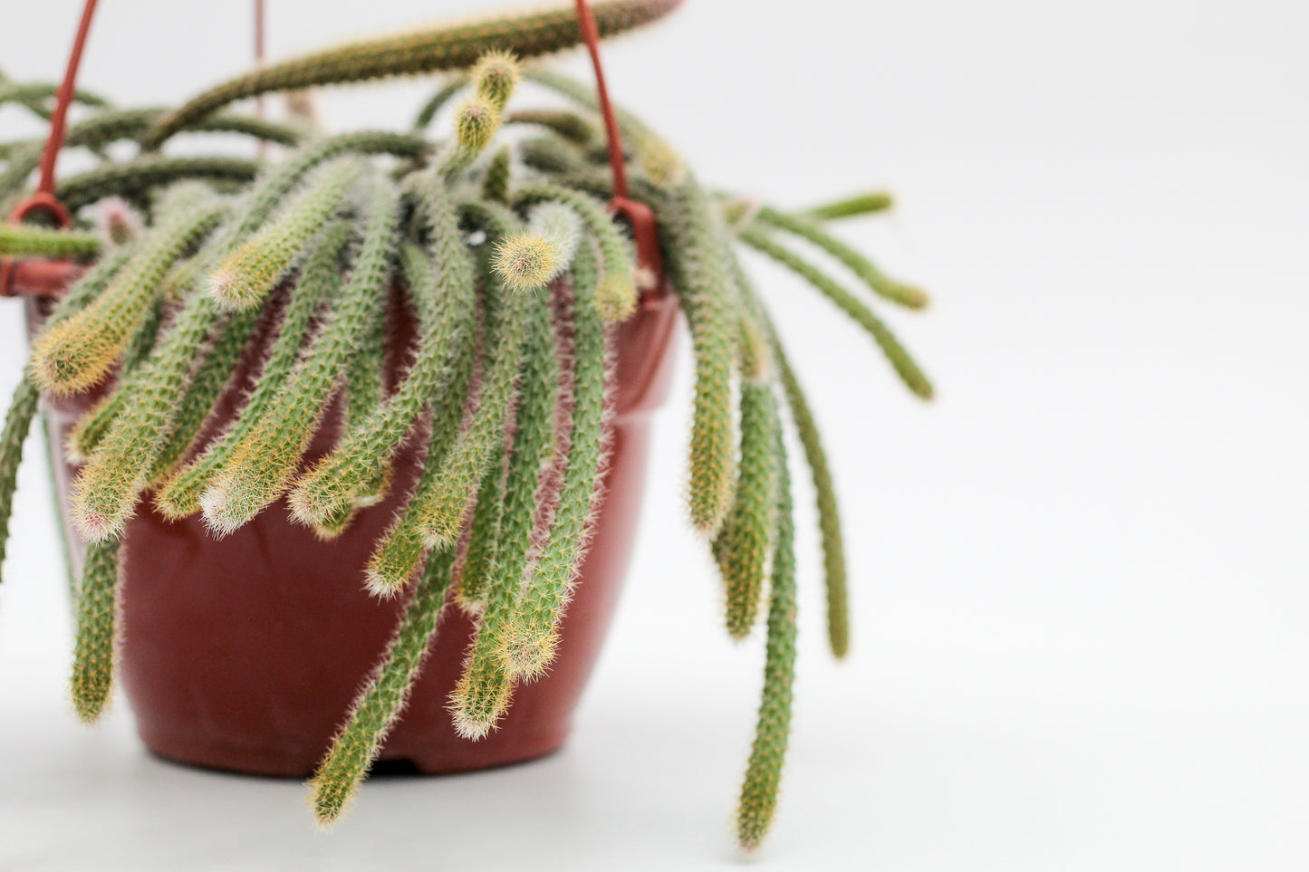 Aporocactus flagelliformis (Disocactus flagelliformis)