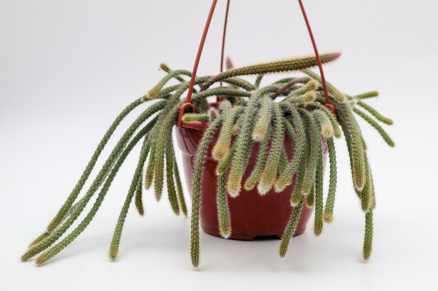 Aporocactus flagelliformis (Disocactus flagelliformis)