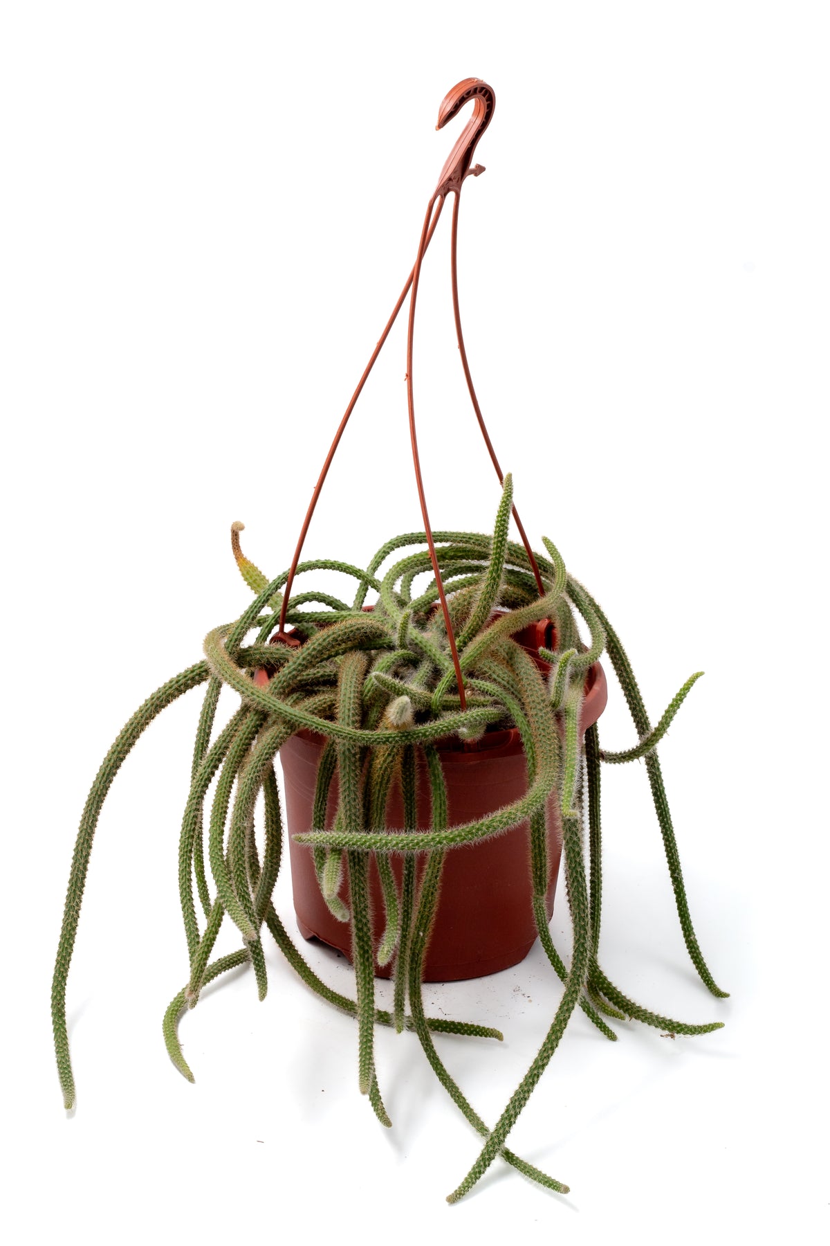 Aporocactus flagelliformis (Disocactus flagelliformis)
