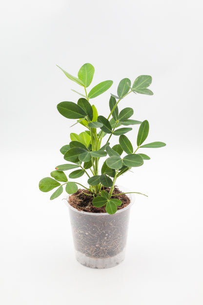 Arachis hypogaea "pinda plant"