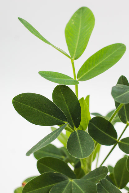 Arachis hypogaea "pinda plant"