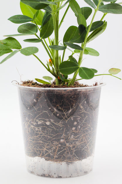 Arachis hypogaea "pinda plant"