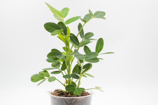 Arachis hypogaea "pinda plant"