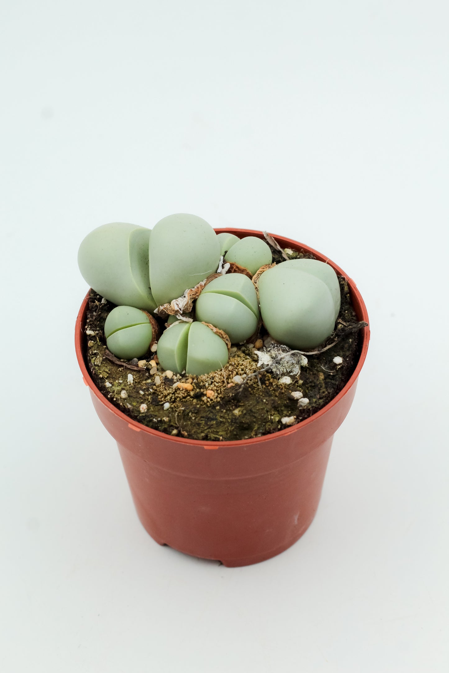 Argyroderma Pearsonii Luckhoffii
