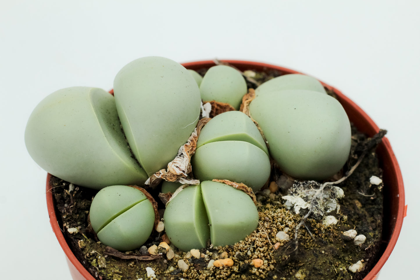 Argyroderma Pearsonii Luckhoffii