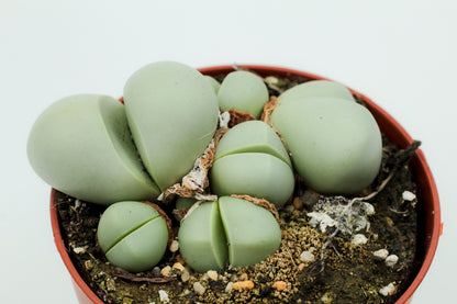 Argyroderma Pearsonii Luckhoffii