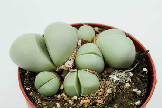 Argyroderma Pearsonii Luckhoffii