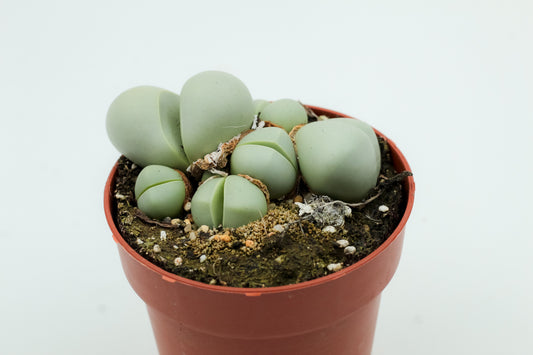 Argyroderma Pearsonii Luckhoffii