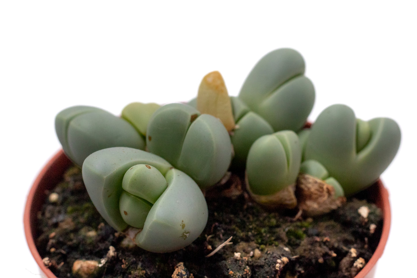 Argyroderma delaetii