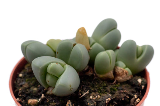 Argyroderma delaetii