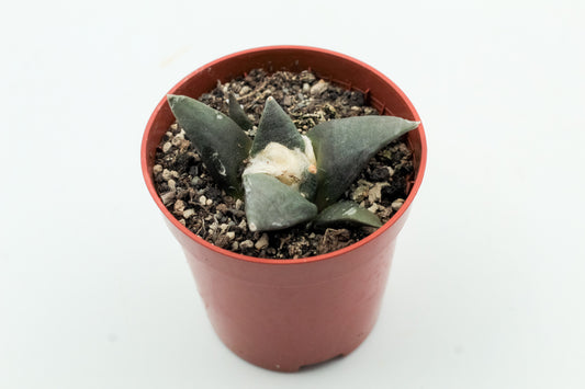 Ariocarpus Retusus subs. furfuraceus