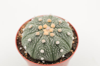 Astrophytum Asterias dotted/nudum