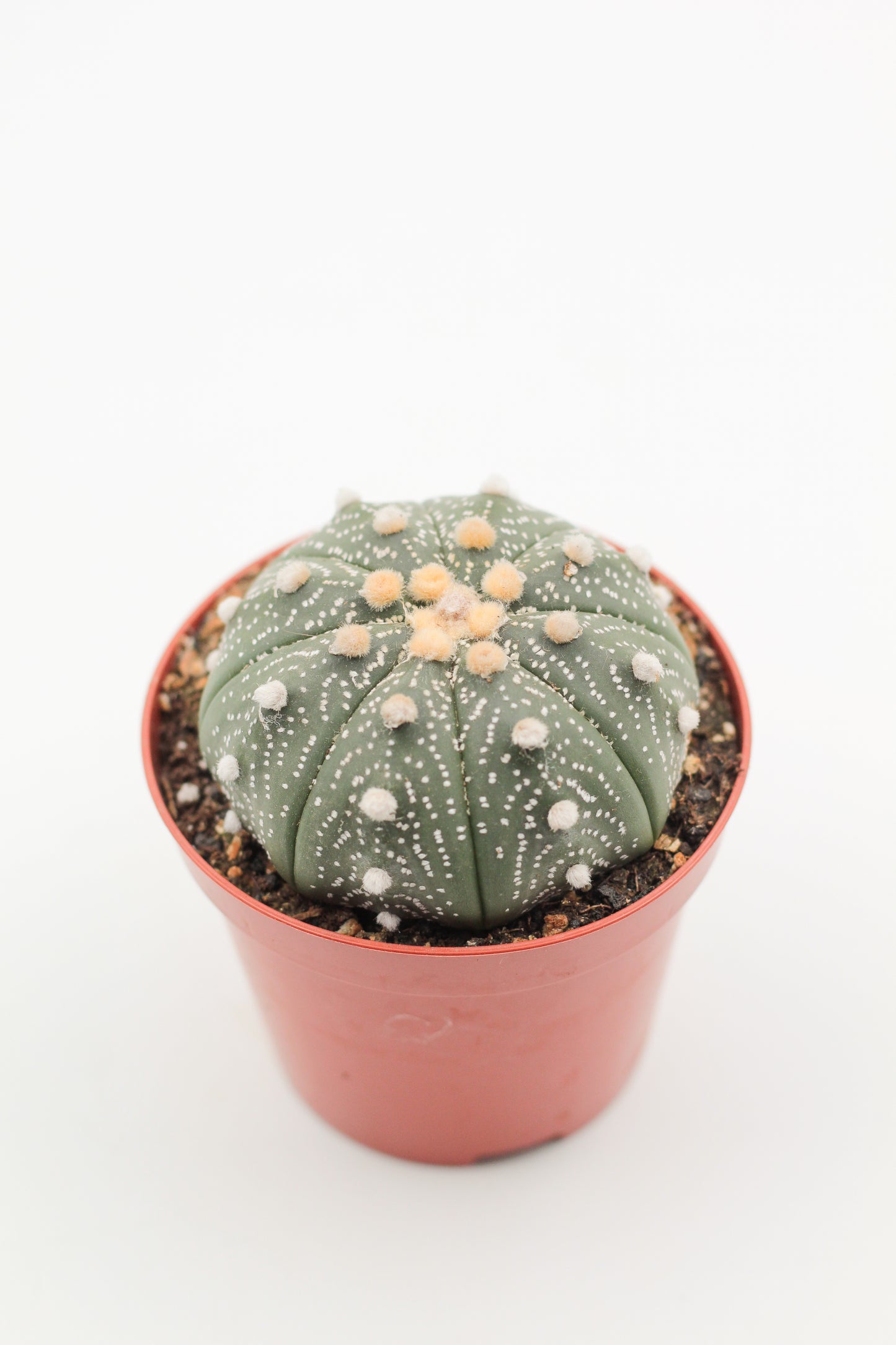 Astrophytum Asterias dotted/nudum