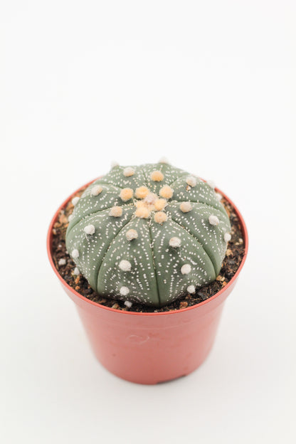 Astrophytum Asterias dotted/nudum