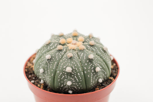 Astrophytum Asterias dotted/nudum