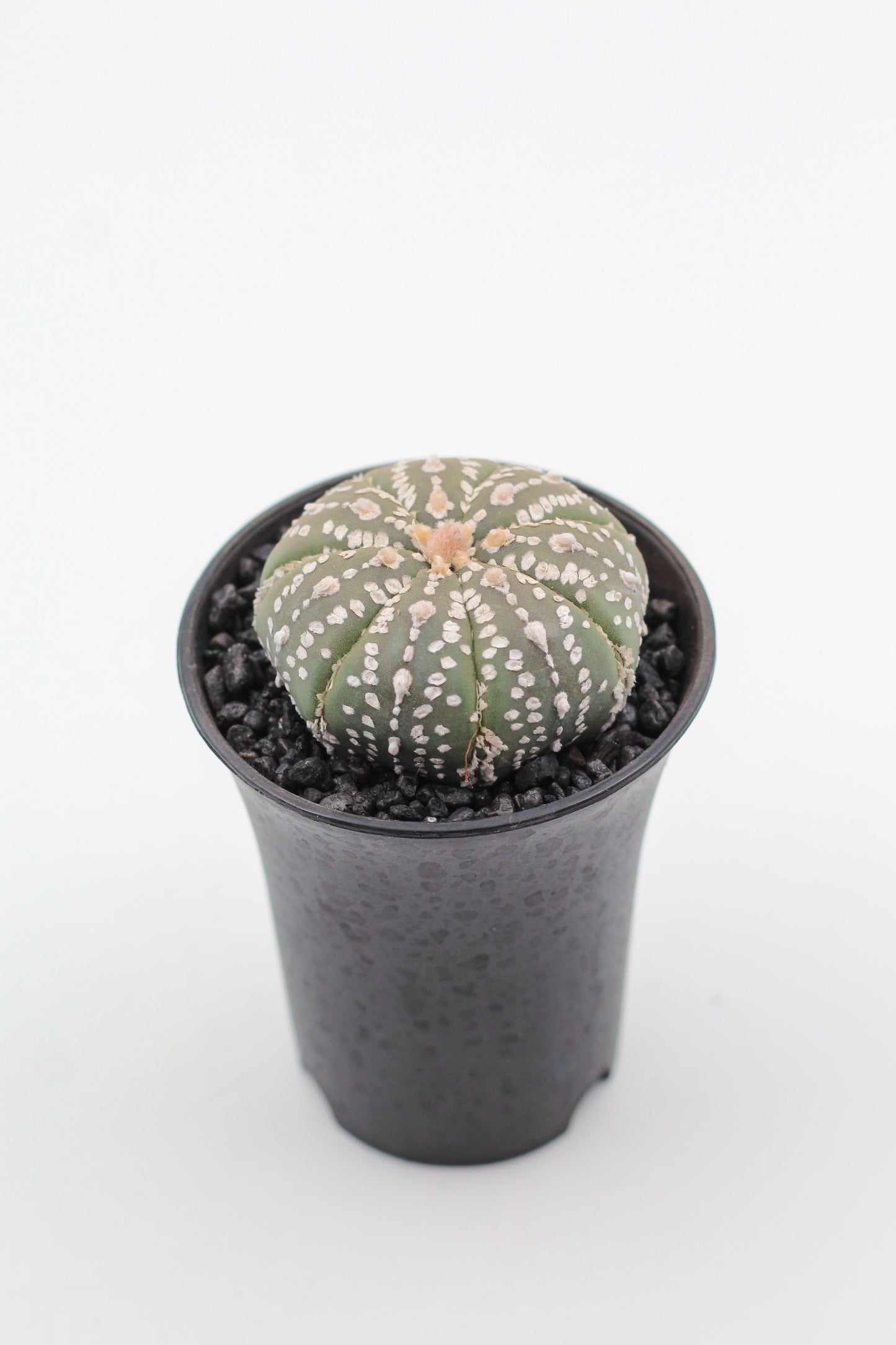 Astrophytum asterias Superkabuto