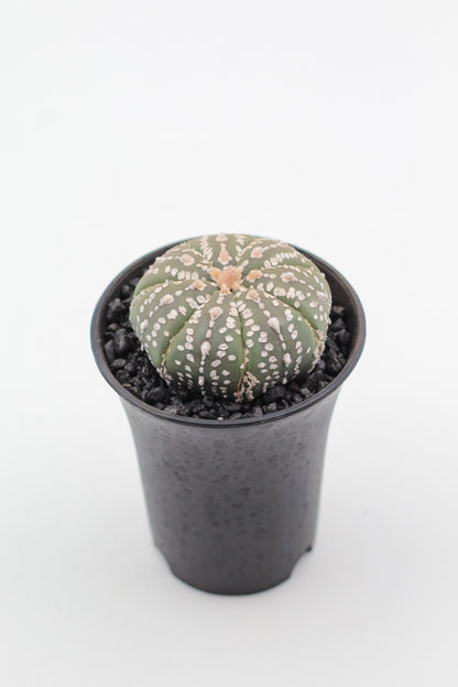 Astrophytum asterias Superkabuto