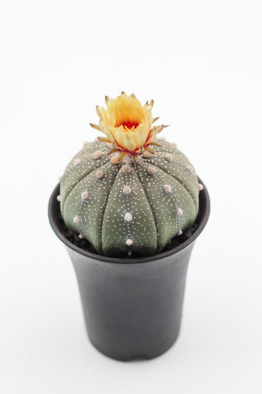 Astrophytum Asterias