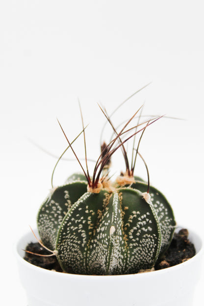 Astrophytum capricorne