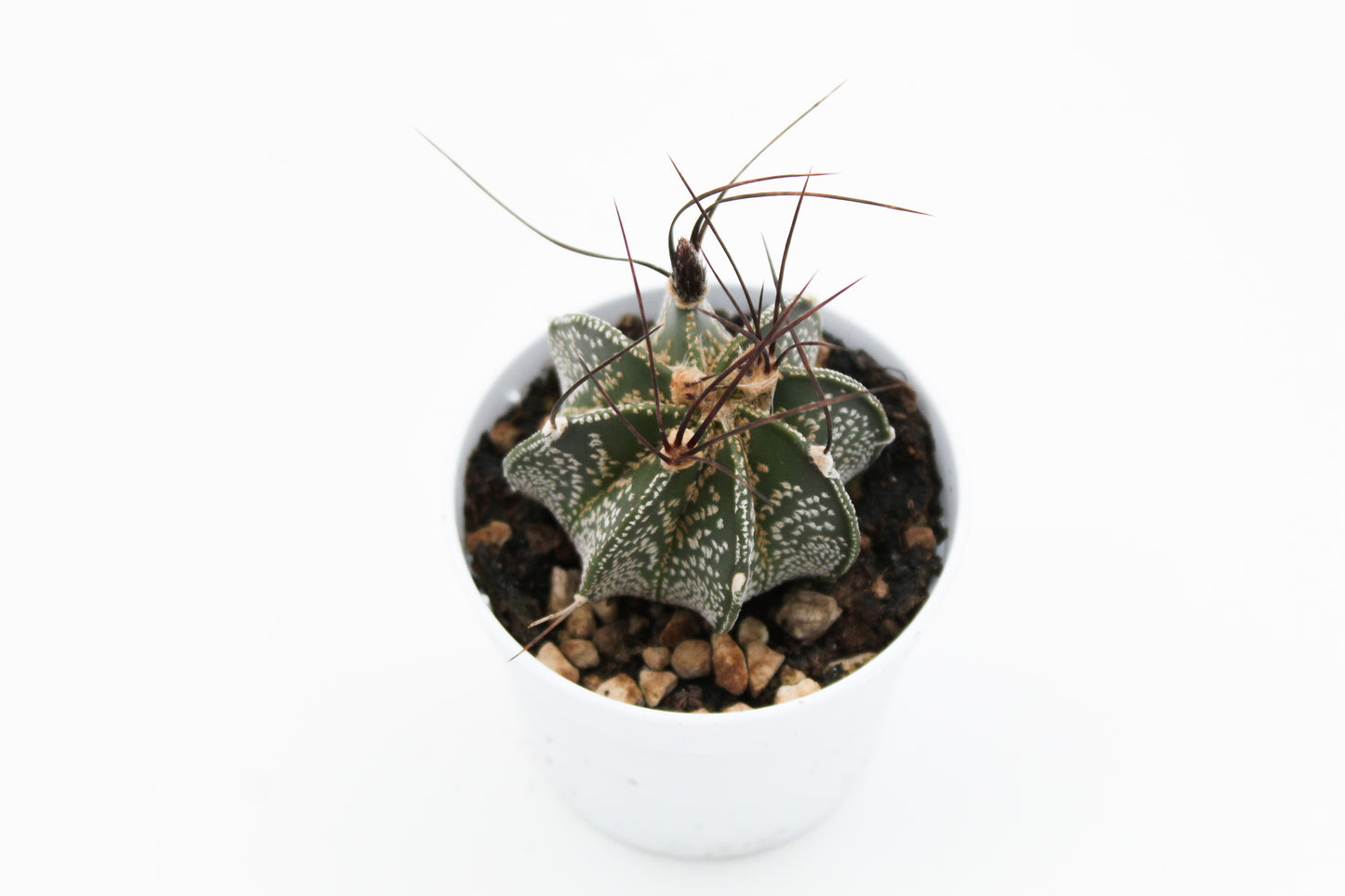 Astrophytum capricorne