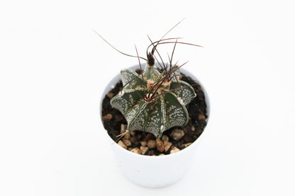 Astrophytum capricorne