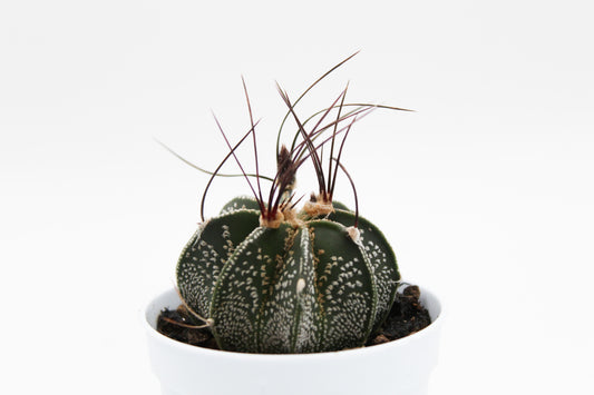 Astrophytum capricorne