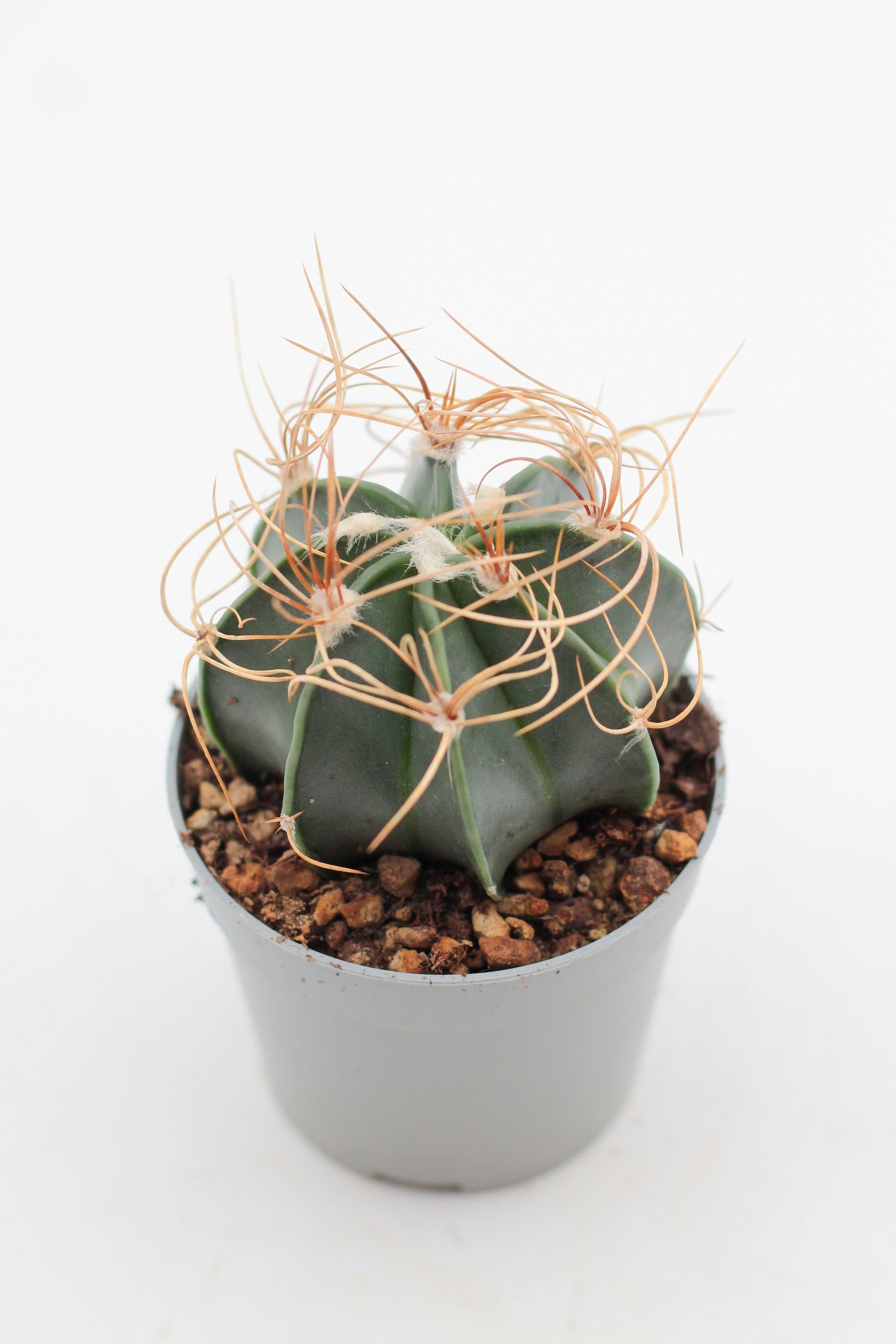 Astrophytum capricorne var. aureum