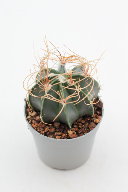 Astrophytum capricorne var. aureum