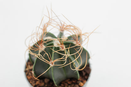 Astrophytum capricorne var. aureum