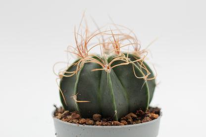Astrophytum capricorne var. aureum