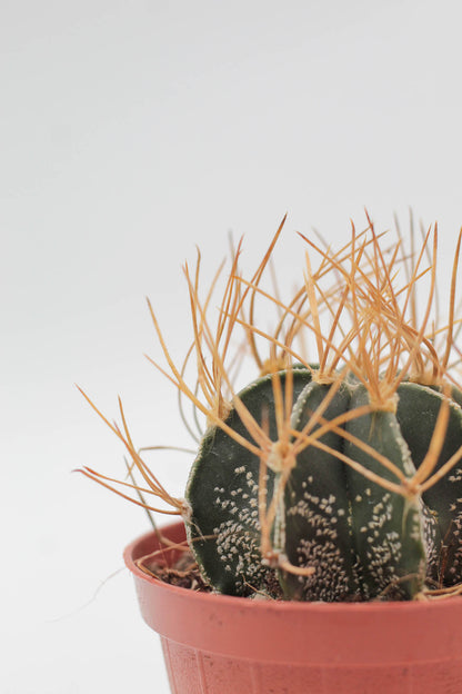 Astrophytum capricorne var. aureum
