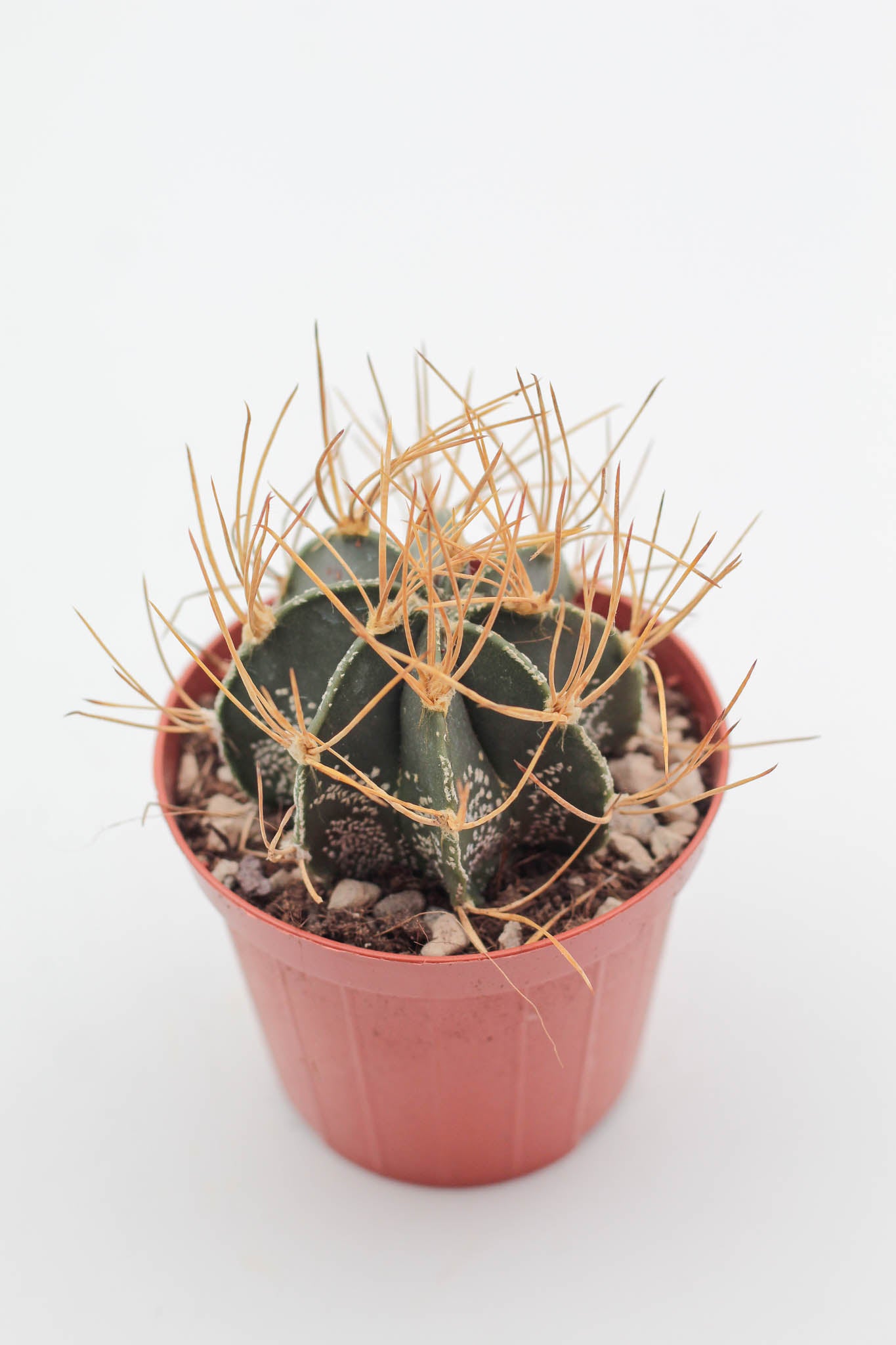 Astrophytum capricorne var. aureum