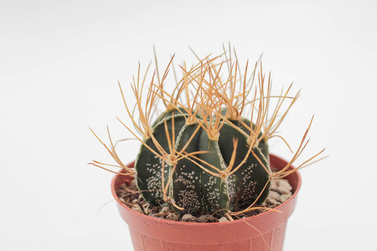 Astrophytum capricorne var. aureum