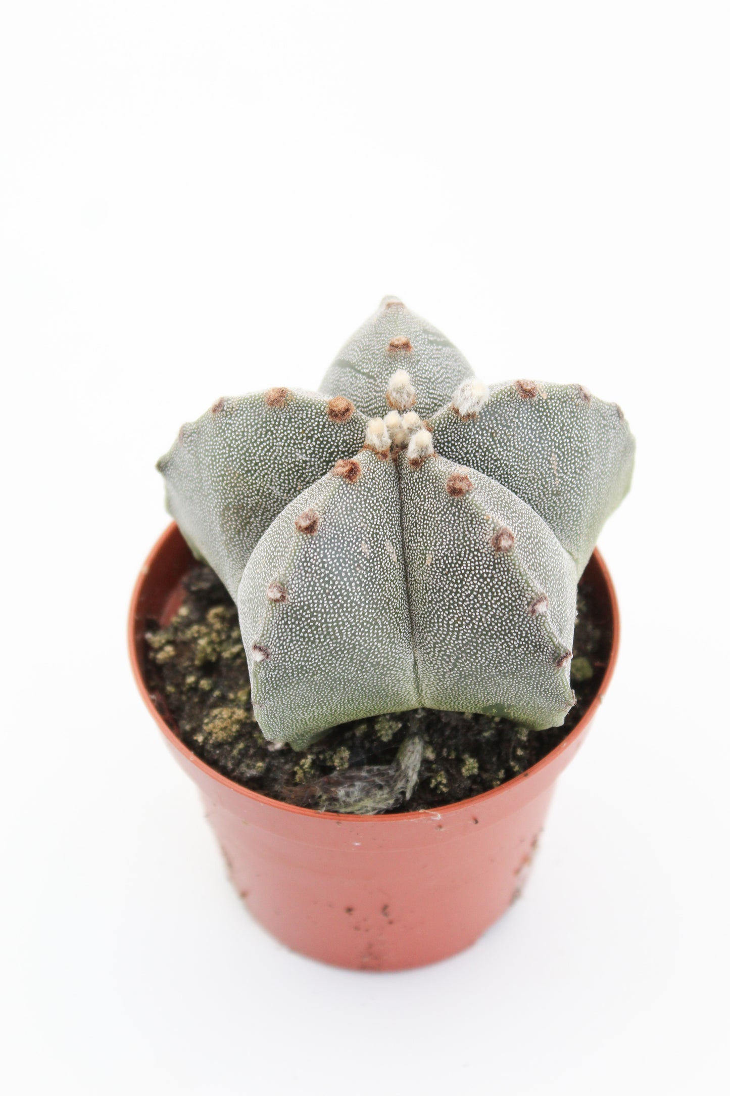 Astrophytum Myriostigma