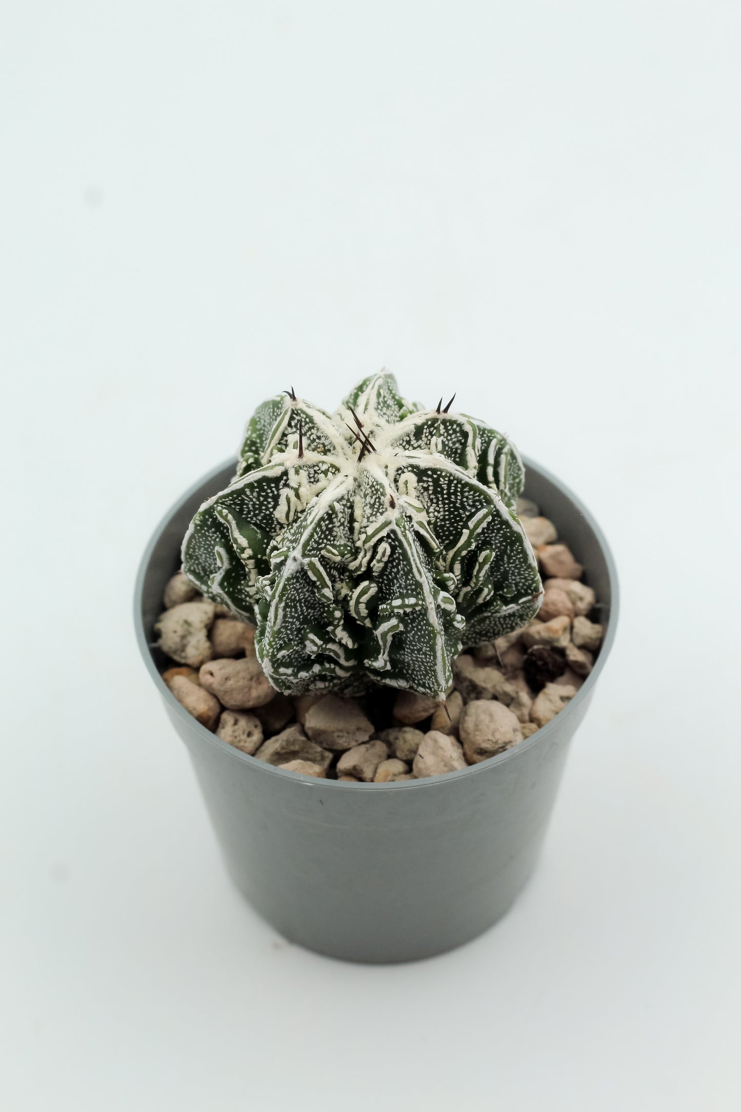 Astrophytum Myriostigma Fukuryu