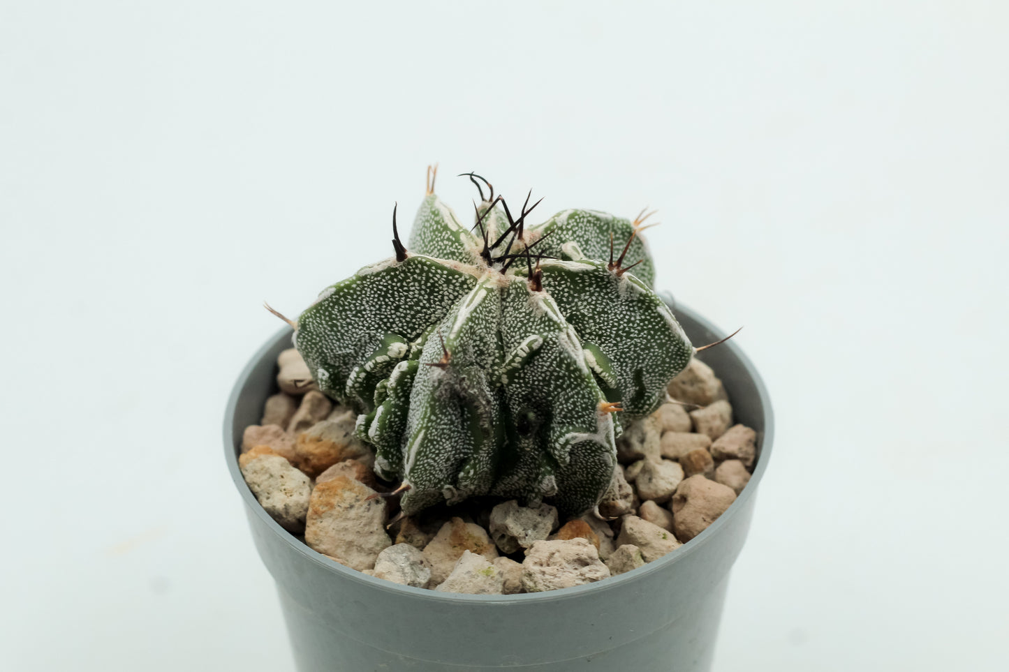 Astrophytum Myriostigma Fukuryu
