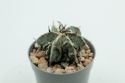 Astrophytum Myriostigma Fukuryu