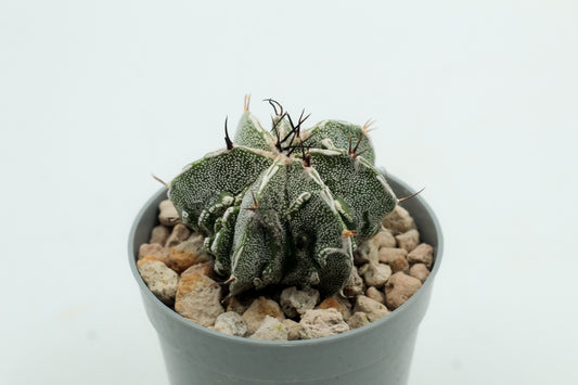 Astrophytum Myriostigma Fukuryu