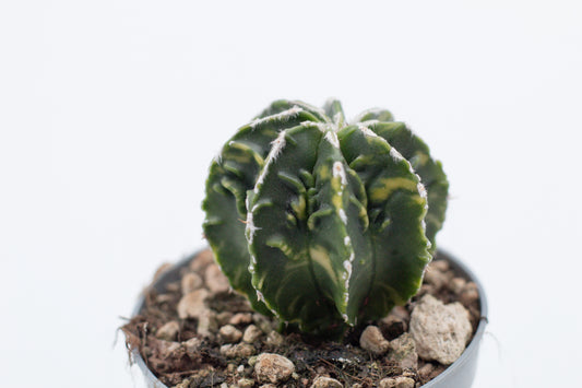 Astrophytum Myriostigma Fukuryu nudum variegata nr. 1