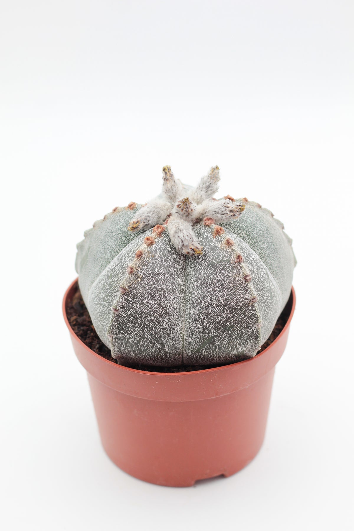 Astrophytum Myriostigma groot