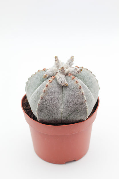 Astrophytum Myriostigma groot
