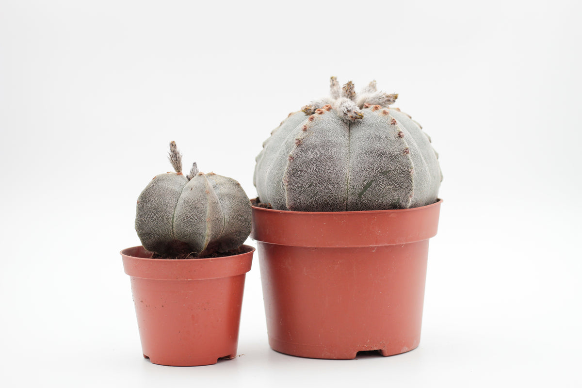 Astrophytum Myriostigma groot