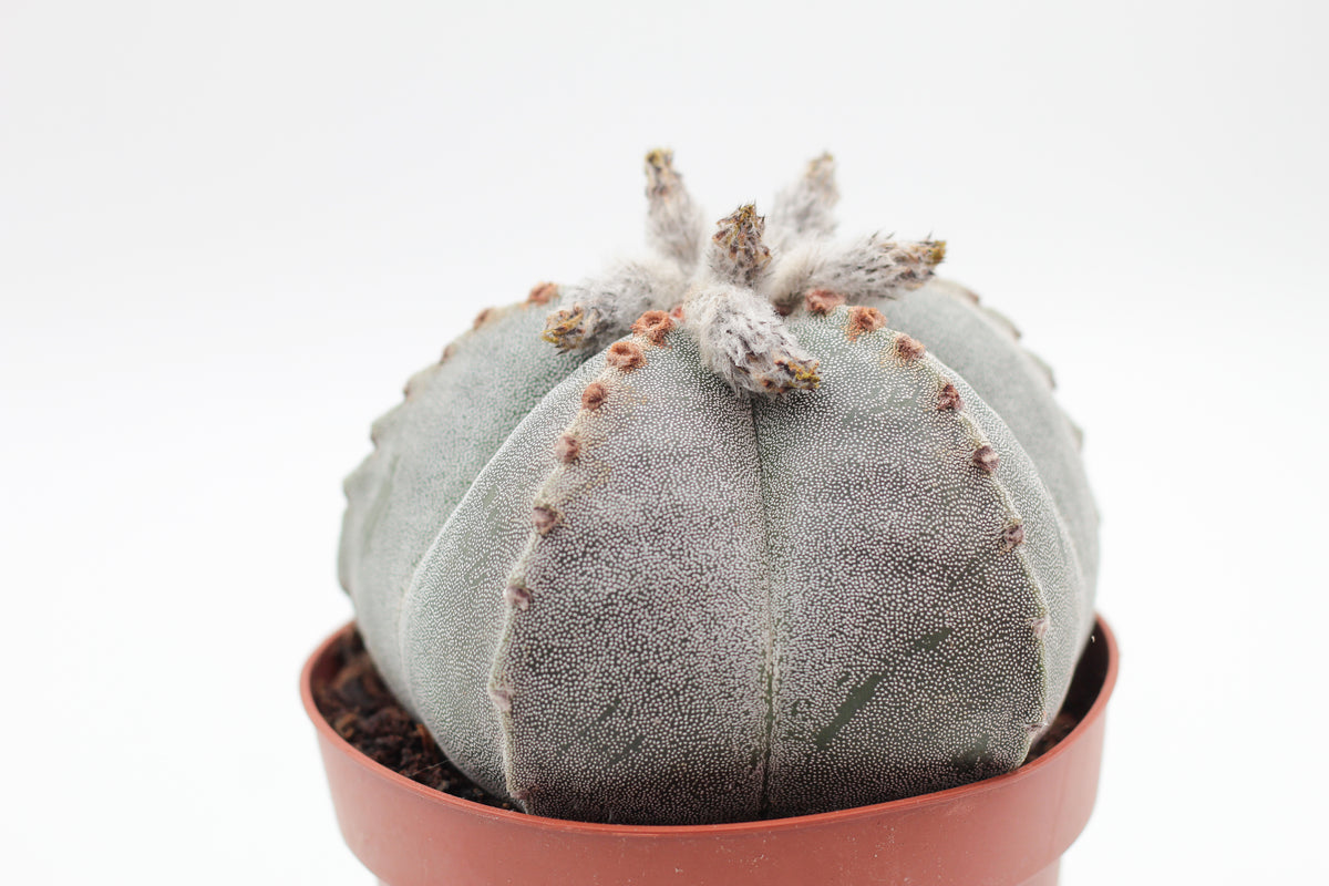 Astrophytum Myriostigma groot