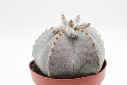 Astrophytum Myriostigma groot
